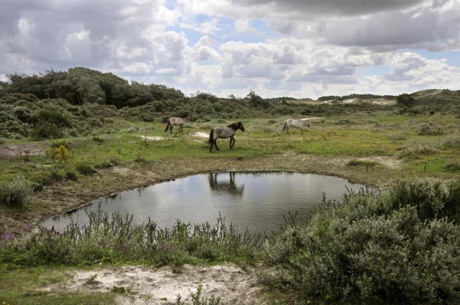 Vakantiehuisje Aan Zee Vlakbij Plopsaland En Het Strand - Casa Memphis Де Панбархат Экстерьер фото